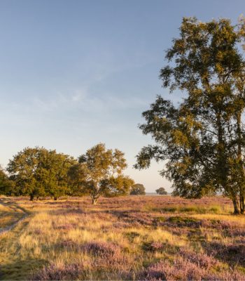 Omgeving oldekamp groot1